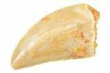 Serrated Raptor Tooth - Real Dinosaur Tooth #364693-1